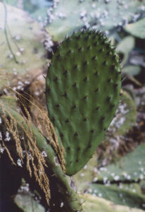 Using and Eating Prickly Pear Image